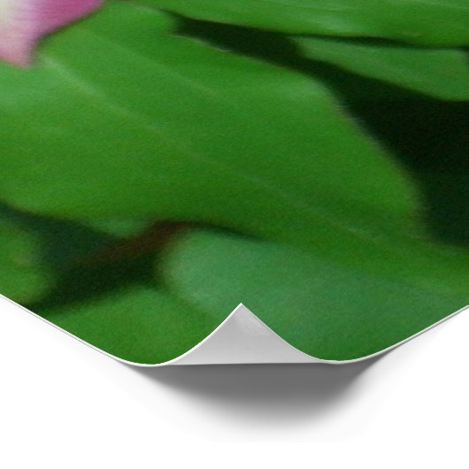 Poster Trio de Clematis Pink and White Spring Vine (Coin)