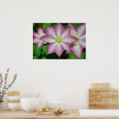 Poster Trio de Clematis Pink and White Spring Vine (Cuisine)