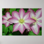 Poster Trio de Clematis Pink and White Spring Vine (Devant)