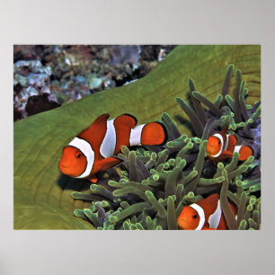 Poster Trio de clowns