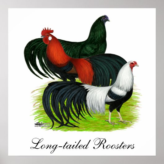Poster Trio de coq à longue queue (Devant)