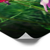 Poster Trio de fleurs Cosmos Daisy (Coin)