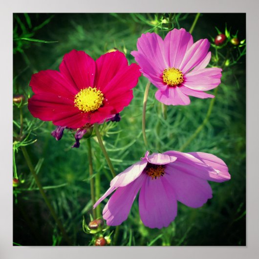 Poster Trio de fleurs Cosmos Daisy (Devant)