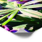 Poster Trio de fleurs de lupine violette (Coin)