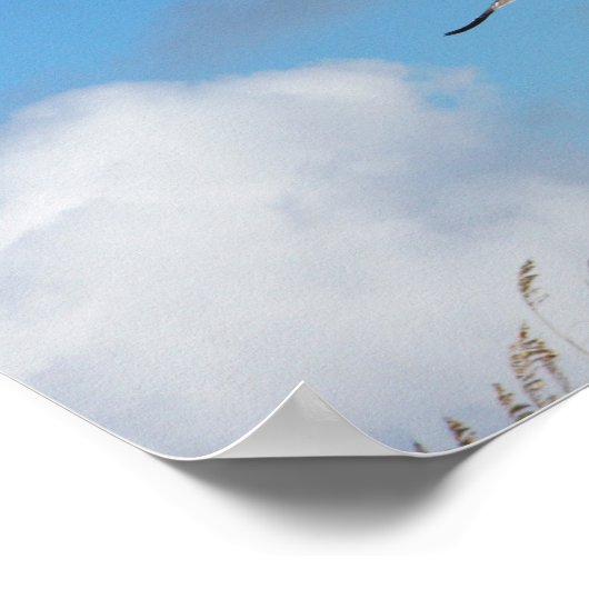 Poster Trio de goélands 2 (Coin)