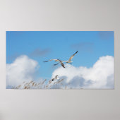 Poster Trio de goélands 2 (Devant)