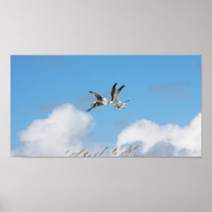 Poster Trio de goélands 5