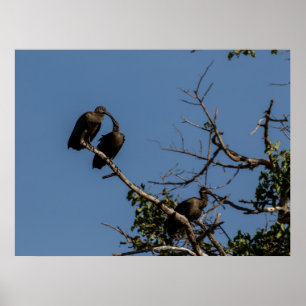 Poster Trio de Hamerkops dans la Canopée