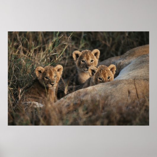Poster Trio de lionceaux avec leur mère (Devant)
