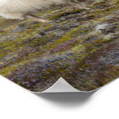Poster Trio de moutons, Islande (Coin)