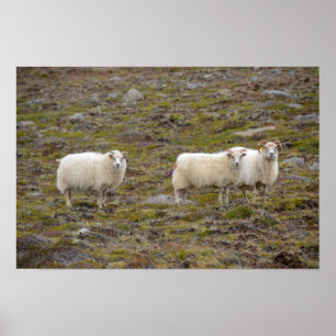 Poster Trio de moutons, Islande