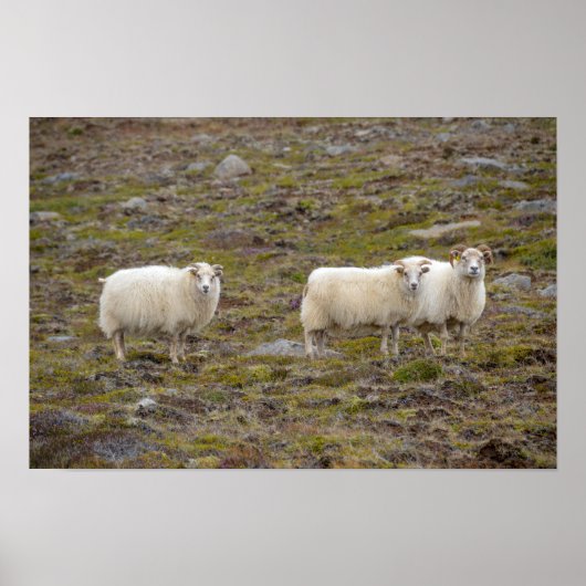 Poster Trio de moutons, Islande (Devant)