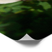 Poster Trio de Pêche Rose Floral (Coin)