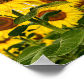 Poster Trio de Tournesols (Coin)