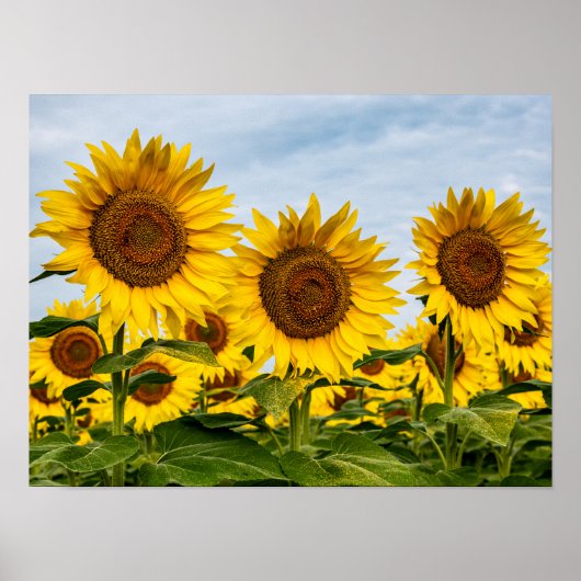 Poster Trio de Tournesols (Devant)