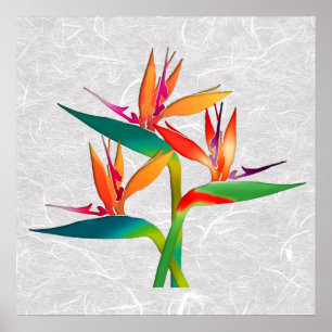 Poster Trio des oiseaux du paradis