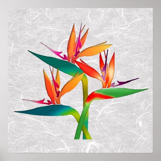 Poster Trio des oiseaux du paradis (Devant)