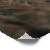 Poster Trio des petits Lion de six semaines assis (Coin)