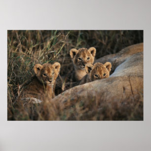 Poster Trio des petits Lion de six semaines assis