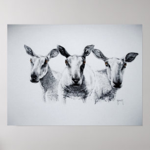 Poster Trio d'impression des moutons