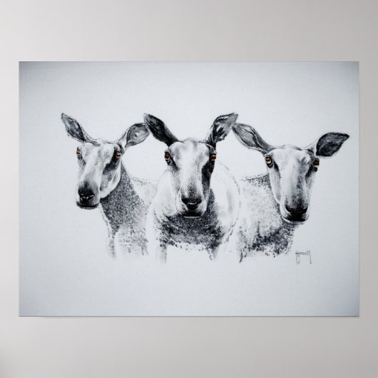 Poster Trio d'impression des moutons (Devant)
