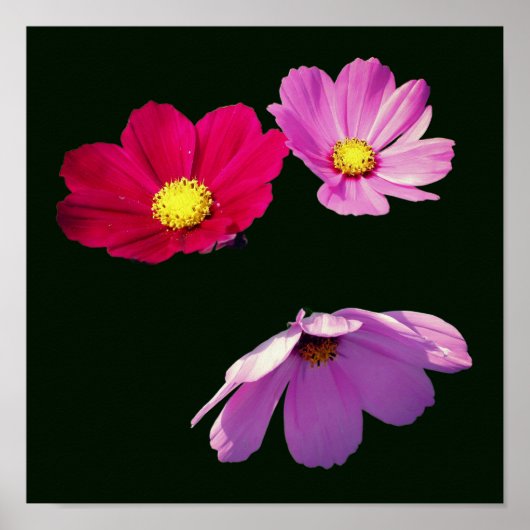 Poster Trio Fleur Faisy Cosmos Flottante (Devant)