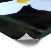 Poster Trio Papillon Iris (Coin)