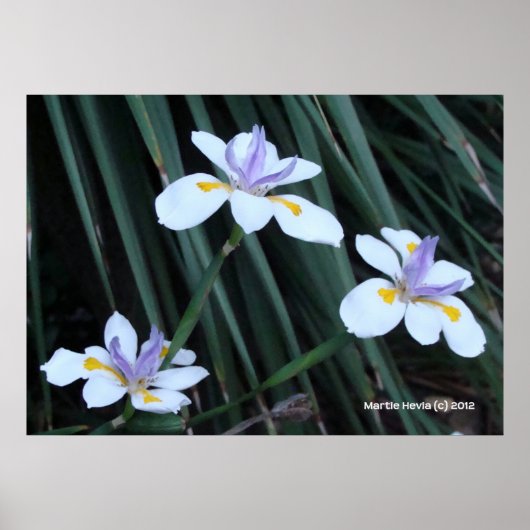 Poster Trio Papillon Iris (Devant)