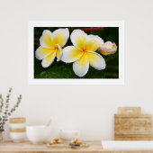 Poster Trio Plumeria (Cuisine)
