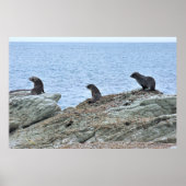 Poster Trio Pose de phoque (Devant)