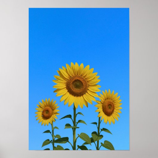 Poster Trio tournesols (Devant)