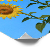 Poster Trio tournesols (Coin)