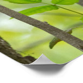 Poster Trio Wild Wisteria dans l'affiche forestière (Coin)