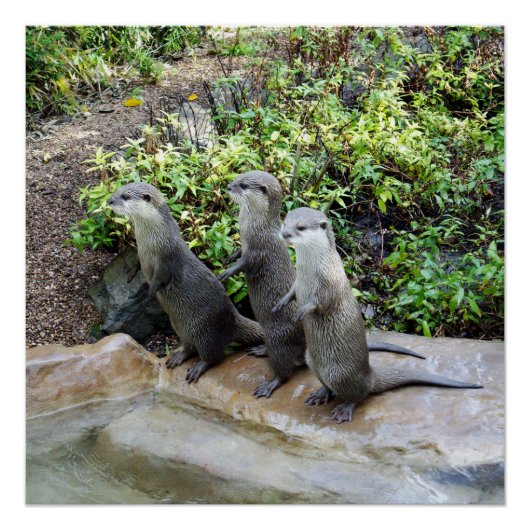 Poster **"Triple Trouble : Les Aventures de Otter Triplet (Devant)