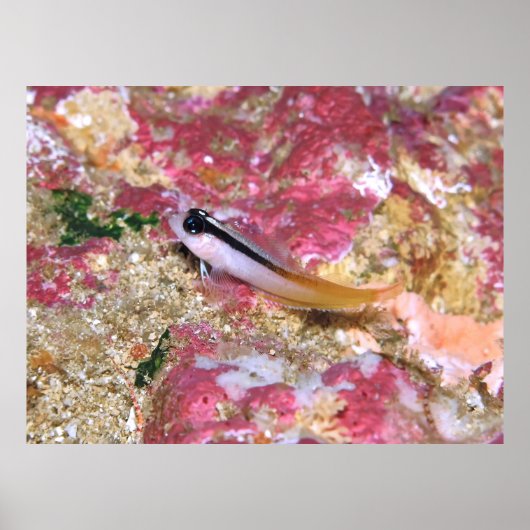 Poster Triplefin (Devant)