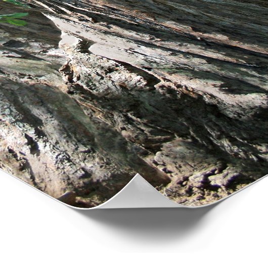 Poster "Tripletrees", Muir Woods (Coin)