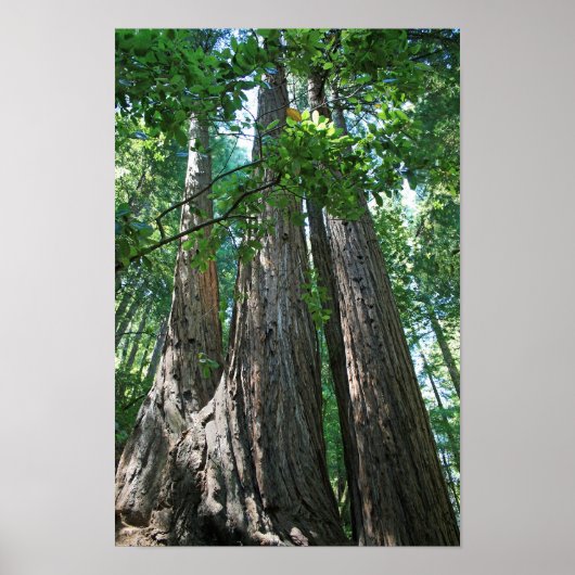 Poster "Tripletrees", Muir Woods (Devant)