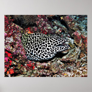 Poster Trippy Leopard Moray