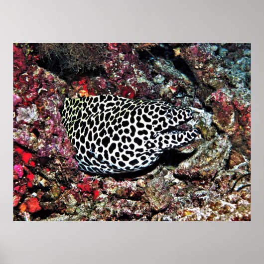 Poster Trippy Leopard Moray (Devant)