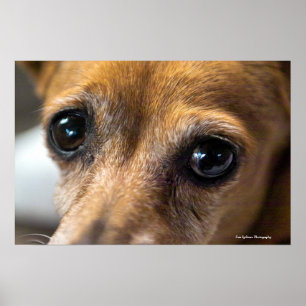 Poster Tristes yeux