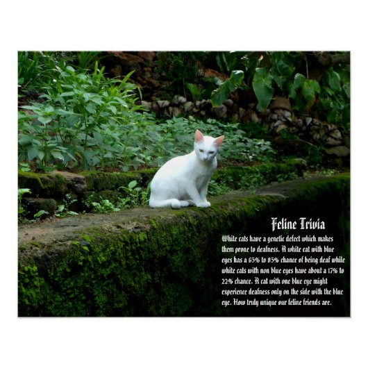 Poster Trivia de chat blanc (Devant)