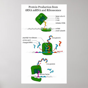 Poster tRNA mRNA Ribosome Function in Protein Translation