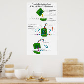 Poster tRNA mRNA Ribosome Function in Protein Translation (Cuisine)