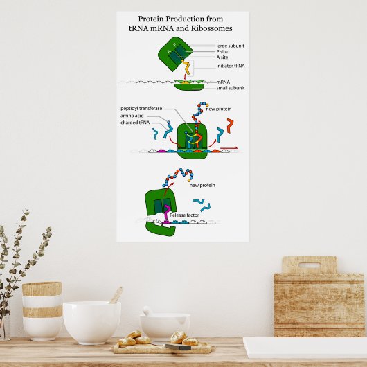Poster tRNA mRNA Ribosome Function in Protein Translation (Cuisine)