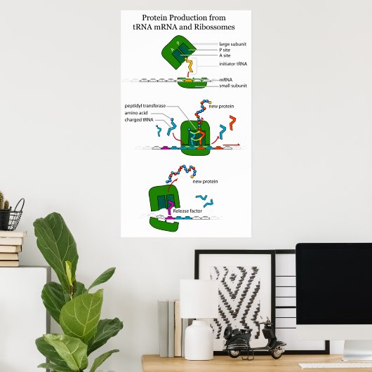 Poster tRNA mRNA Ribosome Function in Protein Translation (Bureau à domicile)