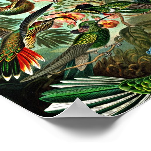 Poster Trochilidae (Coin)