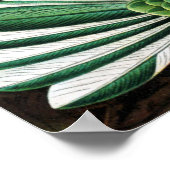 Poster Trochilidae Hummingbirds, Ernst Haeckel (Coin)