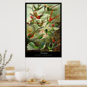 Poster Trochilidae - Plaque 99 - Kunstformen der Natur (Cuisine)