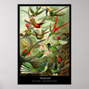 Poster Trochilidae - Plaque 99 - Kunstformen der Natur
