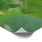 Poster Troglodyte dans l'arbor (Coin)